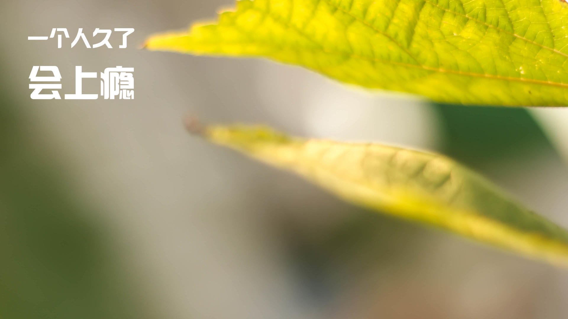 开云体育平台APP-无声处听惊雷，当布克在篮网与独行侠的鏖战中成为定海神针